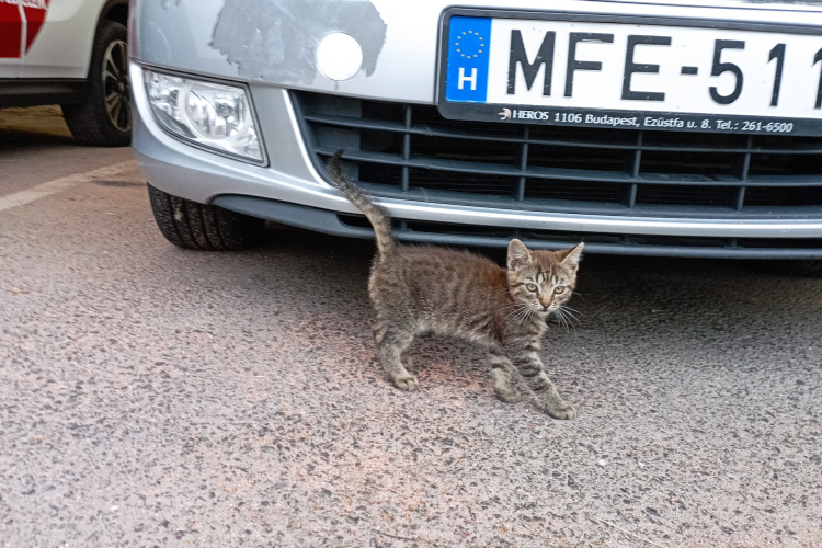 Veszprémtől Ajkáig egy autó motorterében utazott egy kiscica